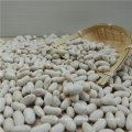 Chinese White Kidney Beans for eat